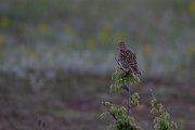 DPPhotography - Wildlife Photography - Bulgaria - Eurasian skylark - C