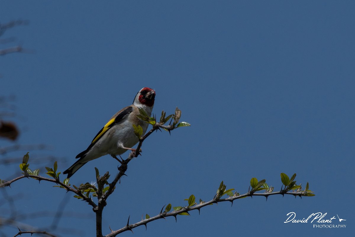 DPPhotography - Wildlife Photography - Bulgaria - European goldfinch - A.jpg - European goldfinch - Bolata Beach, Bulgaria