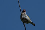 DPPhotography - Wildlife Photography - Bulgaria - European goldfinch - B