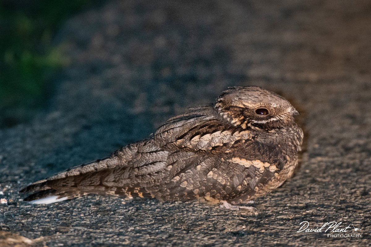 DPPhotography - Wildlife Photography - Bulgaria - European nightjar - A.jpg - European nightjar - Bolata Beach, Bulgaria