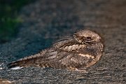DPPhotography - Wildlife Photography - Bulgaria - European nightjar - A