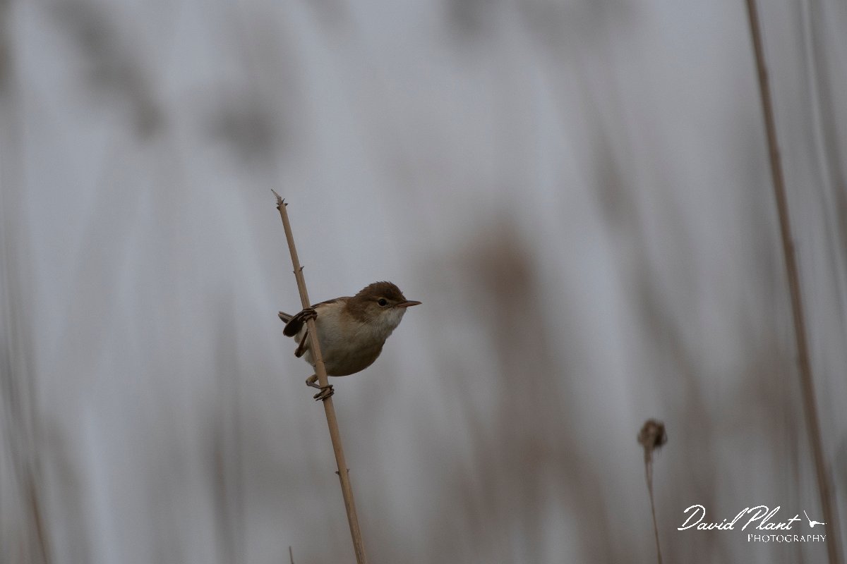 DPPhotography - Wildlife Photography - Bulgaria - European reed warbler - A.jpg - European reed warbler - Durankulak Lake, Bulgaria