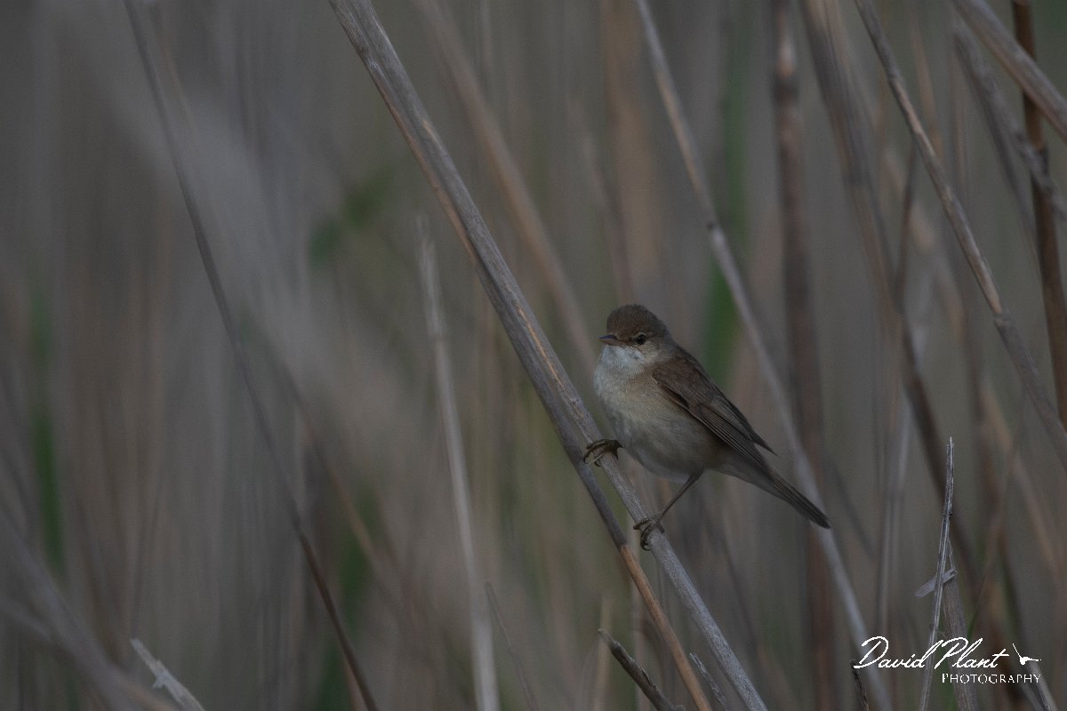 DPPhotography - Wildlife Photography - Bulgaria - European reed warbler - B.jpg - European reed warbler - Durankulak Lake, Bulgaria