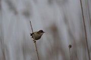DPPhotography - Wildlife Photography - Bulgaria - European reed warbler - A