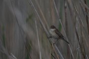 DPPhotography - Wildlife Photography - Bulgaria - European reed warbler - B