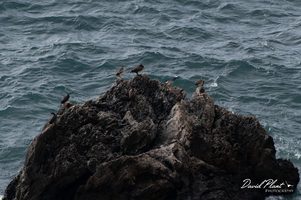 DPPhotography - Wildlife Photography - Bulgaria - European shag - A.jpg - European shag - Cape Kaliakra, Bulgaria