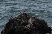 DPPhotography - Wildlife Photography - Bulgaria - European shag - A