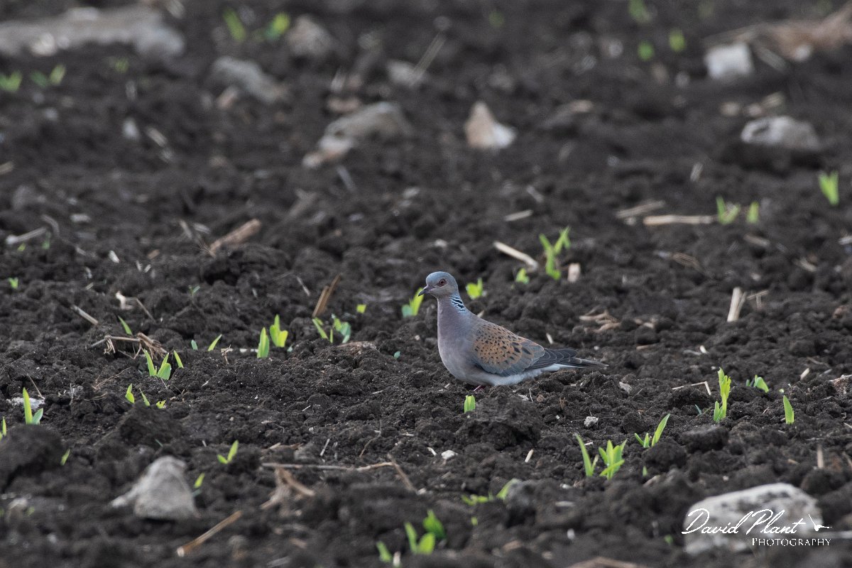 DPPhotography - Wildlife Photography - Bulgaria - European turtle-dove - A.jpg - European turtle-dove - Durankulak Lake, Bulgaria