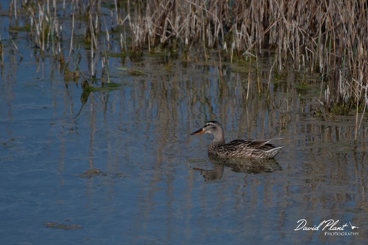 DPPhotography - Wildlife Photography - Bulgaria - Garganey - C.jpg - Garganey, female - Sabla Lake, Bulgaria