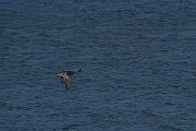 DPPhotography - Wildlife Photography - Bulgaria - Garganey - A