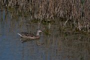 DPPhotography - Wildlife Photography - Bulgaria - Garganey - B