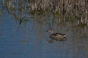 DPPhotography - Wildlife Photography - Bulgaria - Garganey - C
