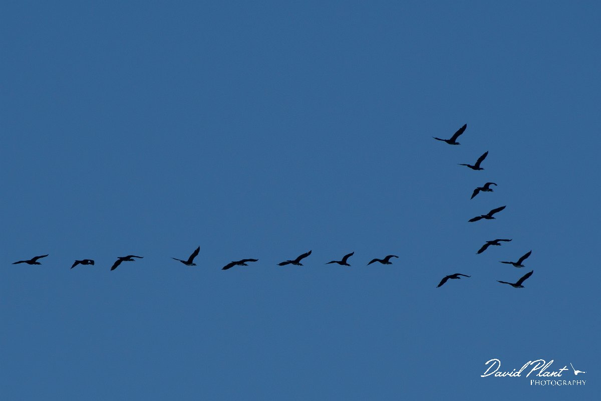 DPPhotography - Wildlife Photography - Bulgaria - Great cormorant - A.jpg - Great cormorant - Bolata Beach, Bulgaria