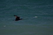 DPPhotography - Wildlife Photography - Bulgaria - Great cormorant - B
