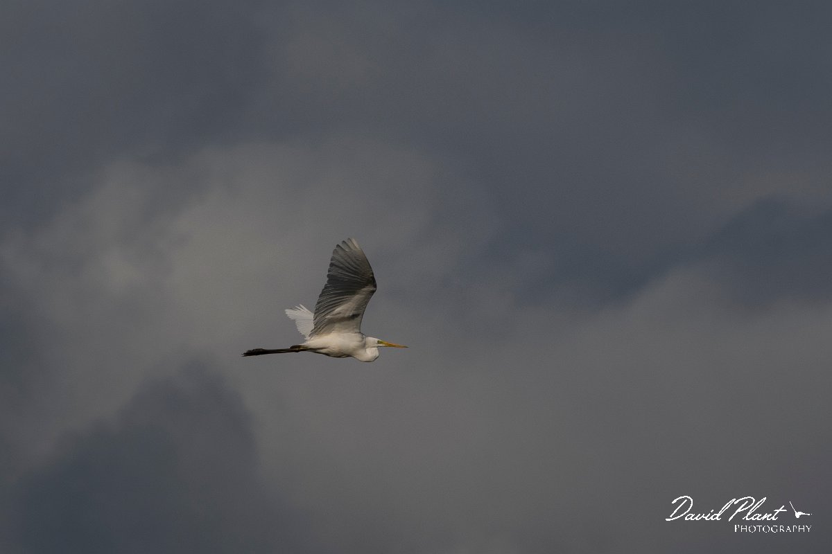 DPPhotography - Wildlife Photography - Bulgaria - Great egret - B.jpg - Great egret - Durankulak Lake, Bulgaria