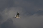 DPPhotography - Wildlife Photography - Bulgaria - Great egret - B