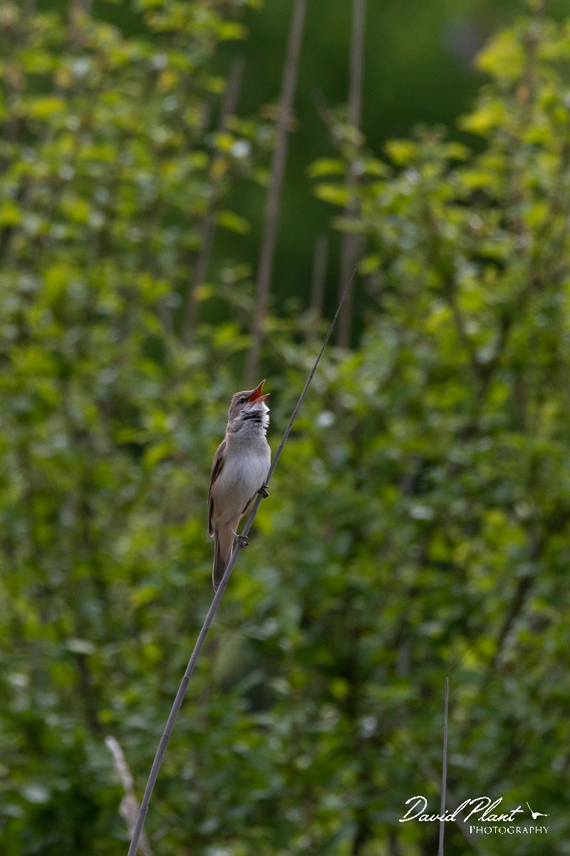 DPPhotography - Wildlife Photography - Bulgaria - Great reed warbler - B.jpg - Great reed warbler - Bolata Beach, Bulgaria