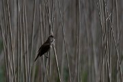 DPPhotography - Wildlife Photography - Bulgaria - Great reed warbler - A