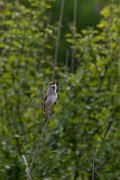 DPPhotography - Wildlife Photography - Bulgaria - Great reed warbler - B