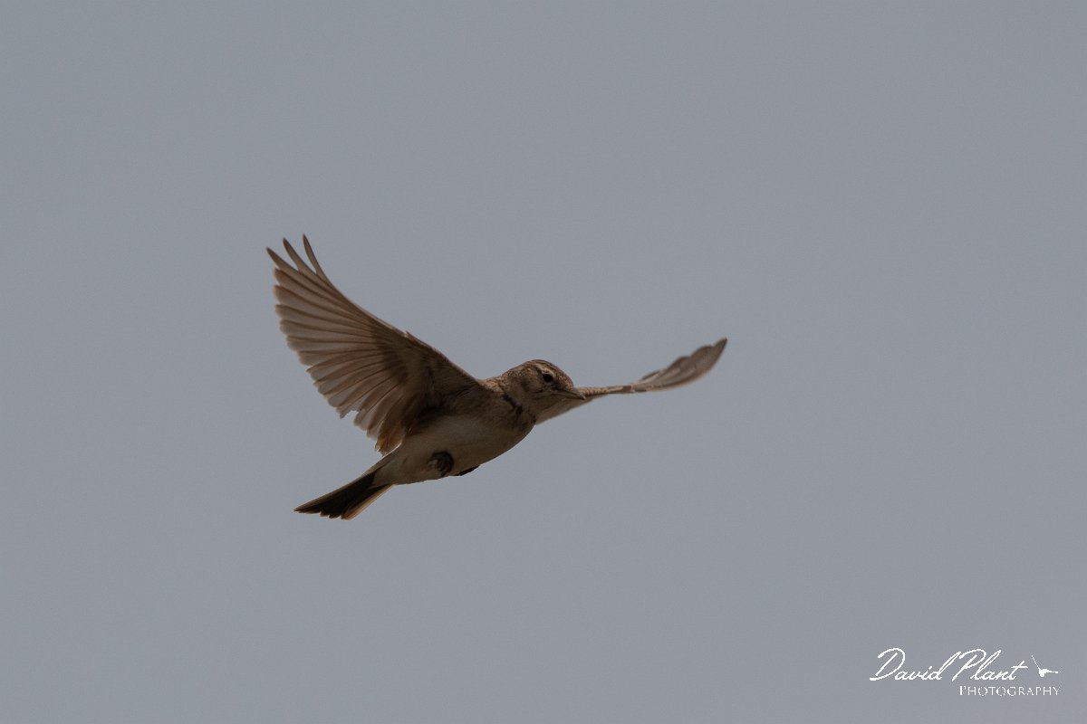 DPPhotography - Wildlife Photography - Bulgaria - Great short-toed lark - B.jpg - Greater short-toed lark - Balgarevo steppe, Bulgaria