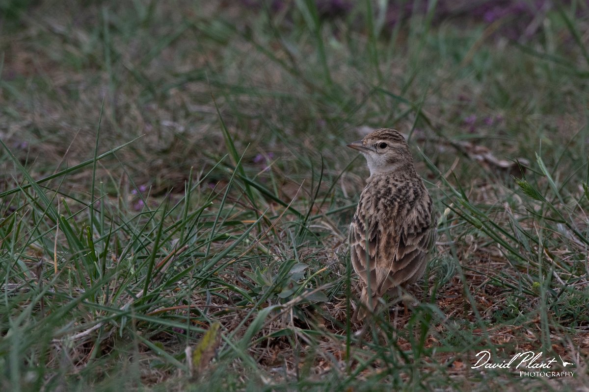 DPPhotography - Wildlife Photography - Bulgaria - Great short-toed lark - C.jpg - Greater short-toed lark - Balgarevo steppe, Bulgaria