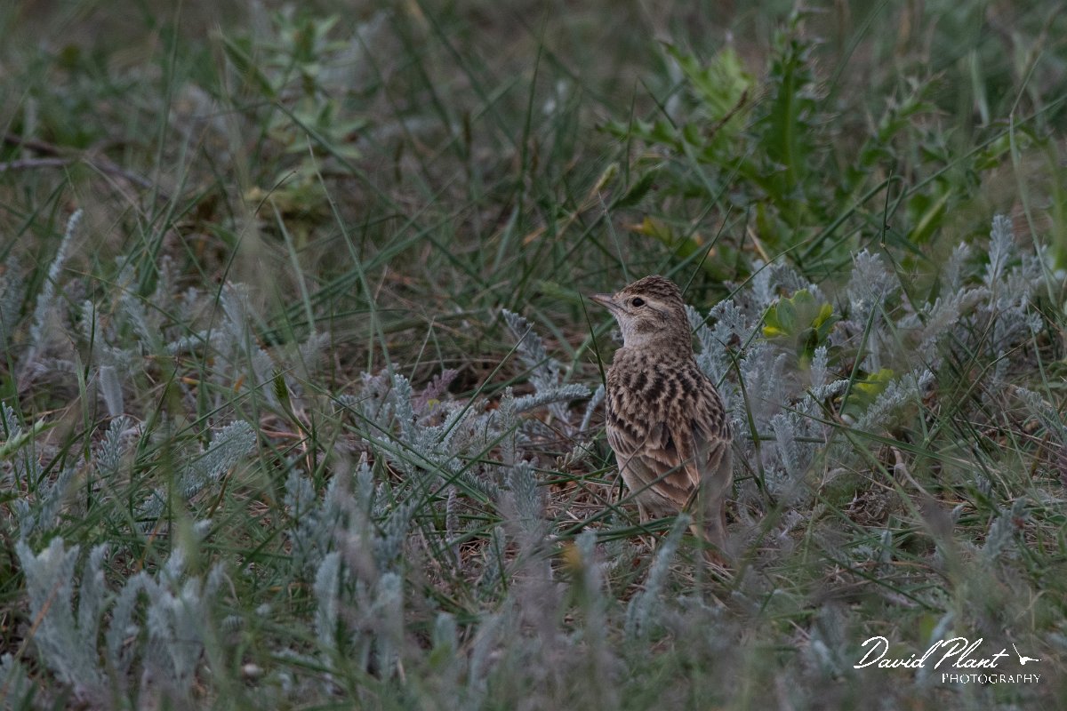 DPPhotography - Wildlife Photography - Bulgaria - Great short-toed lark - D.jpg - Greater short-toed lark - Balgarevo steppe, Bulgaria