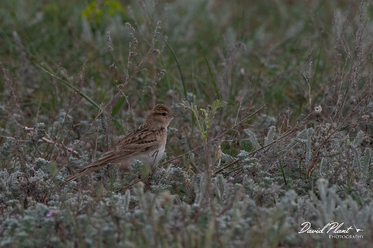 DPPhotography - Wildlife Photography - Bulgaria - Great short-toed lark - E.jpg - Greater short-toed lark - Balgarevo steppe, Bulgaria