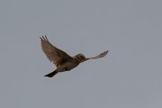 DPPhotography - Wildlife Photography - Bulgaria - Great short-toed lark - B