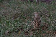 DPPhotography - Wildlife Photography - Bulgaria - Great short-toed lark - C