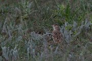 DPPhotography - Wildlife Photography - Bulgaria - Great short-toed lark - D