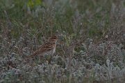 DPPhotography - Wildlife Photography - Bulgaria - Great short-toed lark - E