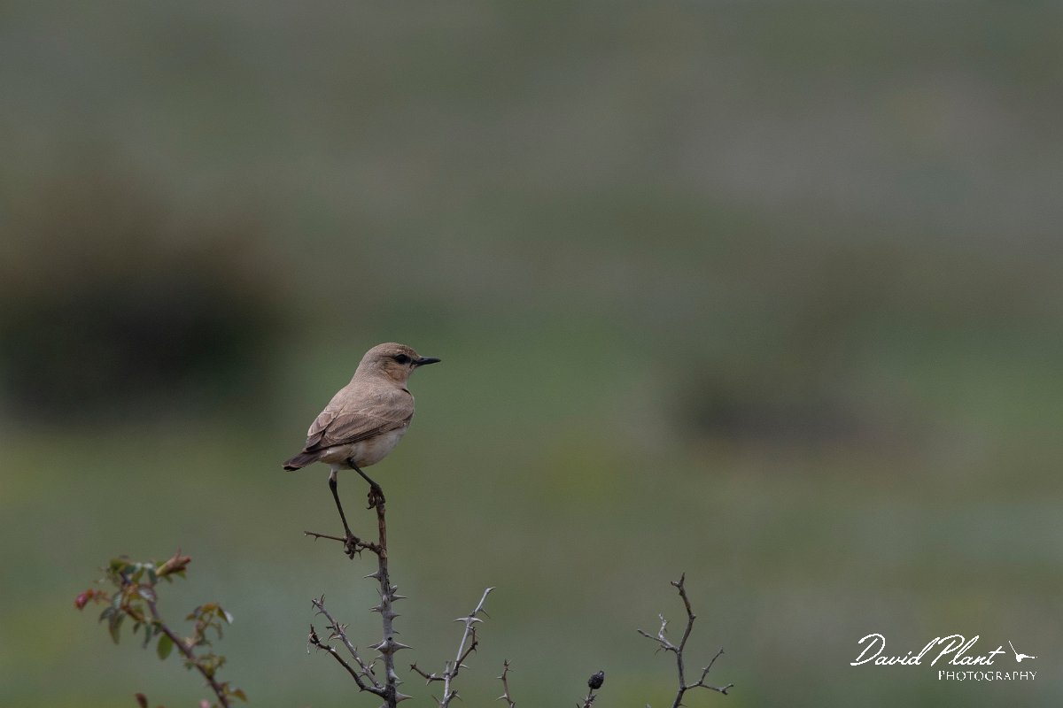 DPPhotography - Wildlife Photography - Bulgaria - Isabelline wheatear - A.jpg - Isabelline wheatear - Balgarevo steppe, Bulgaria