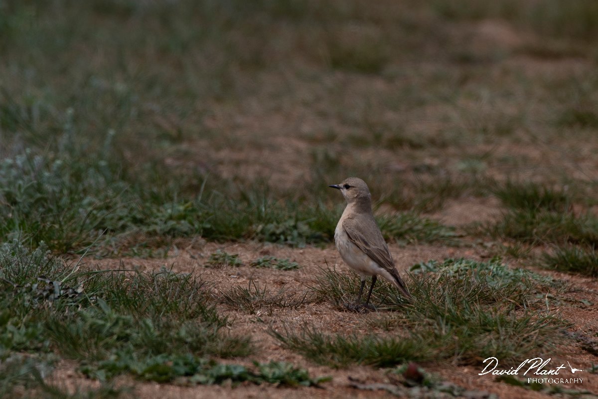 DPPhotography - Wildlife Photography - Bulgaria - Isabelline wheatear - B.jpg - Isabelline wheatear - Balgarevo steppe, Bulgaria