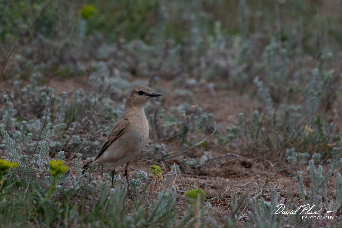 DPPhotography - Wildlife Photography - Bulgaria - Isabelline wheatear - D.jpg - Isabelline wheatear - Balgarevo steppe, Bulgaria