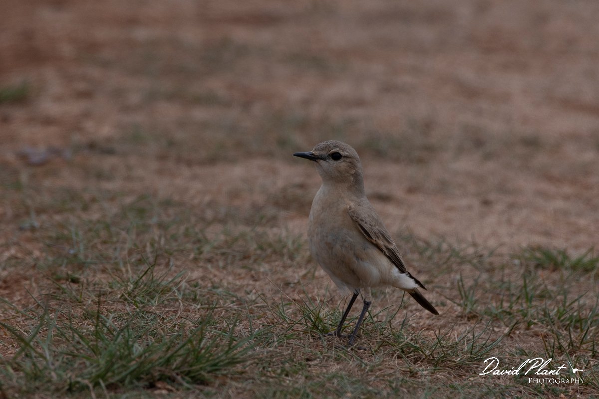 DPPhotography - Wildlife Photography - Bulgaria - Isabelline wheatear - E.jpg - Isabelline wheatear - Balgarevo steppe, Bulgaria