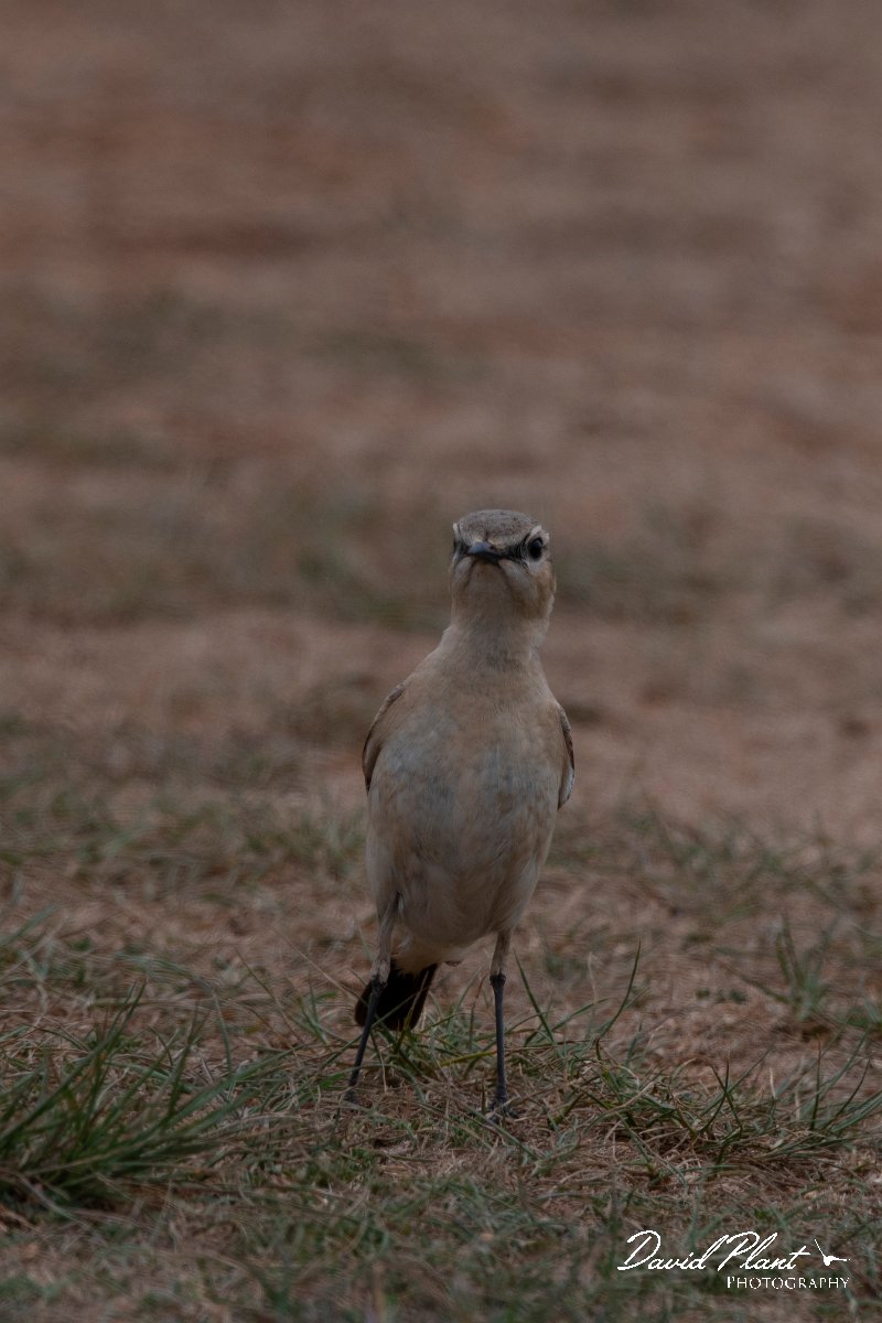 DPPhotography - Wildlife Photography - Bulgaria - Isabelline wheatear - F.jpg - Isabelline wheatear - Balgarevo steppe, Bulgaria