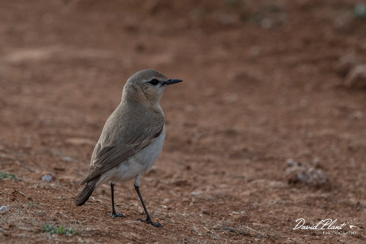 DPPhotography - Wildlife Photography - Bulgaria - Isabelline wheatear - H.jpg - Isabelline wheatear - Balgarevo steppe, Bulgaria
