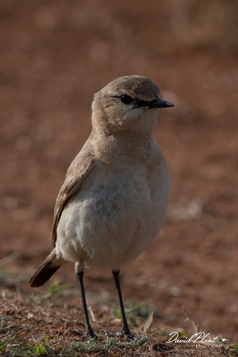 DPPhotography - Wildlife Photography - Bulgaria - Isabelline wheatear - I.jpg - Isabelline wheatear - Balgarevo steppe, Bulgaria