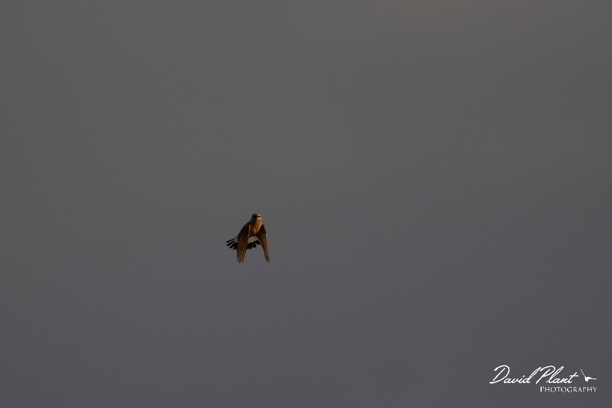 DPPhotography - Wildlife Photography - Bulgaria - Isabelline wheatear - M.jpg - Isabelline wheatear, display flight - Balgarevo steppe, Bulgaria
