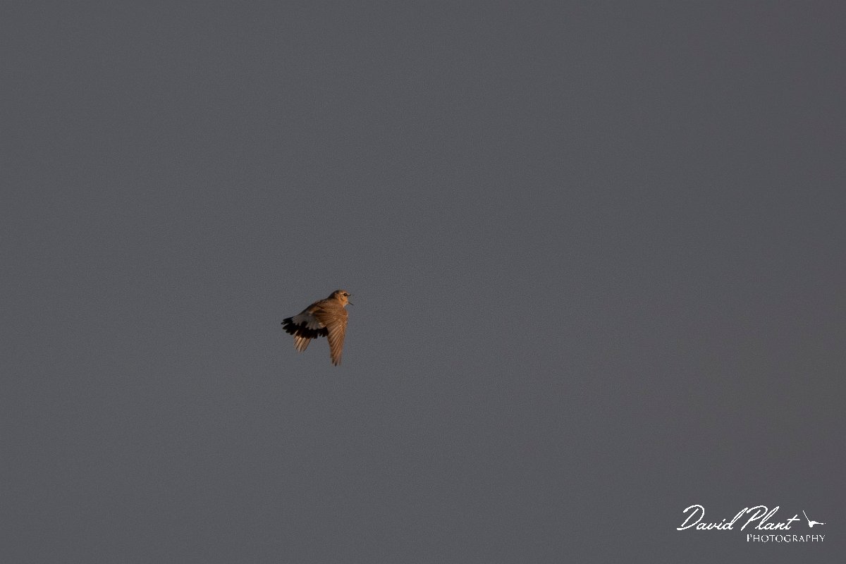 DPPhotography - Wildlife Photography - Bulgaria - Isabelline wheatear - O.jpg - Isabelline wheatear, display flight - Balgarevo steppe, Bulgaria
