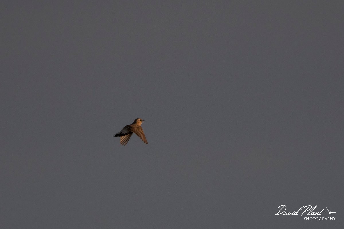 DPPhotography - Wildlife Photography - Bulgaria - Isabelline wheatear - P.jpg - Isabelline wheatear, display flight - Balgarevo steppe, Bulgaria