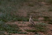 DPPhotography - Wildlife Photography - Bulgaria - Isabelline wheatear - B