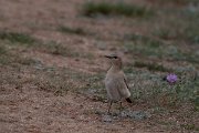 DPPhotography - Wildlife Photography - Bulgaria - Isabelline wheatear - C