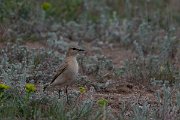DPPhotography - Wildlife Photography - Bulgaria - Isabelline wheatear - D