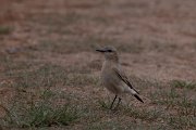 DPPhotography - Wildlife Photography - Bulgaria - Isabelline wheatear - E