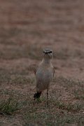 DPPhotography - Wildlife Photography - Bulgaria - Isabelline wheatear - F