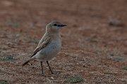 DPPhotography - Wildlife Photography - Bulgaria - Isabelline wheatear - G