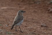 DPPhotography - Wildlife Photography - Bulgaria - Isabelline wheatear - H