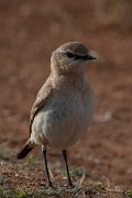 DPPhotography - Wildlife Photography - Bulgaria - Isabelline wheatear - I