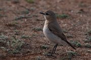 DPPhotography - Wildlife Photography - Bulgaria - Isabelline wheatear - J